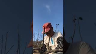 嫁接水梨