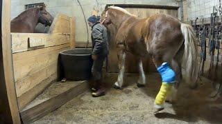 WHAT HAPPENED TO LADY'S LEG??? // Draft Horse Farming #442