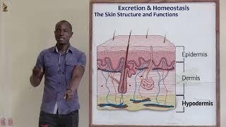 23. The Skin Biology Form 2