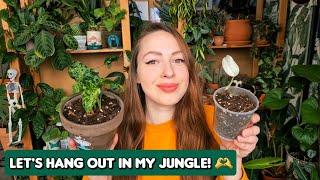 Very chill repot with me (variegated Monstera, Syngonium Mottled, cacti and more)