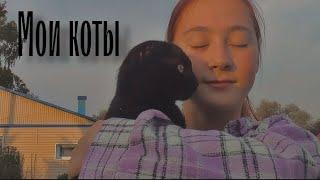 Мои коты | HiWoman