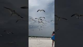 Emma Feeding Seagulls #dauphinisland2023