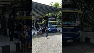 Telolet Basuri Drakadan Bus Tronton Rimba Raya#busmania #basuri #telolet