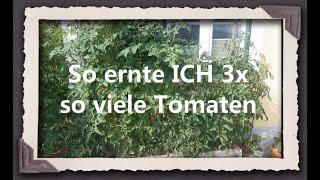 So ernte ICH 3x so viele Tomaten