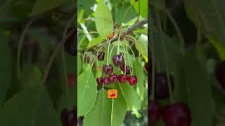 Summer in denmark. #shortsfeed #nature #visitdenmark #shortvideo #summervibes mer