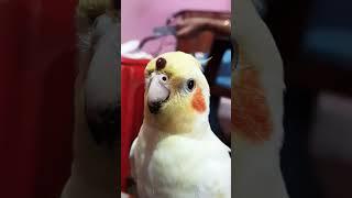 Flaunting #cockatiel #bird #happy #parrot #satisfying #comedyfilms #flaunt #lipstick