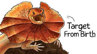 Why it Sucks To Be Born As a Frilled Lizard