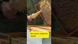 Зачем пчёлам Гусиное перо? Или самый незаменимый инструмент в пчеловодстве! #пчеловодство #bee #мёд