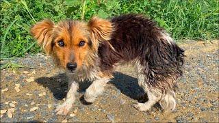 Dog Can't Stop Smiling After She Got Rescued