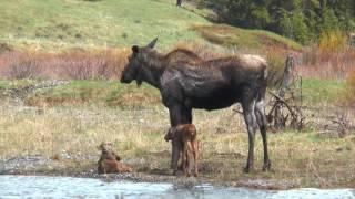 Cow Moose and Two Calves