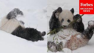 WATCH: Pandas At Smithsonian's National Zoo In Washington, D.C. Play In The Snow