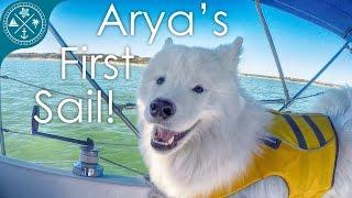 Dog's first time sailing! & we lost steering!!