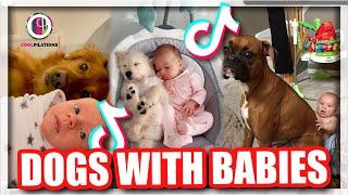 DOGS with their HUMAN Babies.. Watching and Caring for them | TikTok Coolpilation