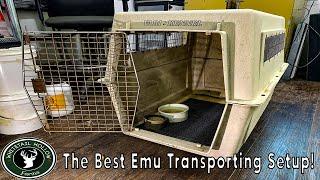 The SAFEST & BEST Way To Transport EMU Chicks!