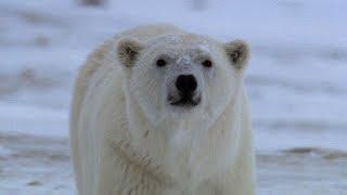 Huge Polar Bear Preys on Camera Crew | BBC Earth