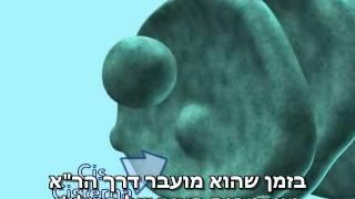 עיבוד חלבונים - מערכת גולג'י