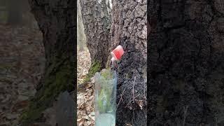 Birch sap