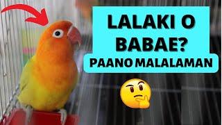 PAANO MAG-GENDER NG AFRICAN LOVEBIRD | HOW TO KNOW THE SEX OF  YOUR LOVEBIRDS