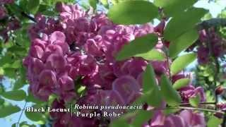 Purple Robe Black Locust