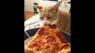  This is my slice!  Funny video with cats and kittens for a great mood! 