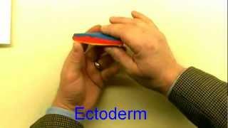 Medical embryology - Difficult concepts of early development.mp4