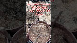 Упаковка и отправка гортензий ПАН #гортензии #метельчатаягортензия #цветы #зимовкагортензий