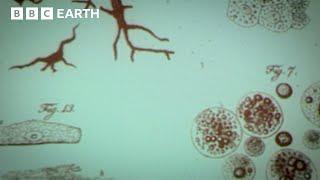 Charles Darwin: Natural Selection | The Cell | BBC Science