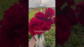 The Firefighter rose is a beautiful rich-red rose 