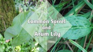 Edible Common Sorrel and poisonous Arum lily- How to tell the difference