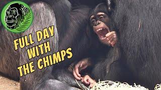 Full Day With The Chester Zoo Chimps July 2023