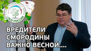 СДЕЛАЙТЕ ВЕСНОЙ ДЛЯ ЗАЩИТЫ СМОРОДИНЫ от болезней и вредителей . Болезни и вредители смородины.