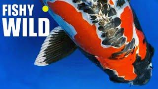 Ultimate Guide to Stunning Koi: Expert Tips and Breathtaking Footage!