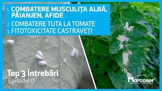 Combatere Musculița Albă, Păianjen, Afide, Tuta | Fitotoxicitate Castraveți -Top 3 Întrebări - Ep.17