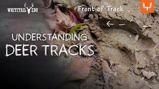 Understanding Deer Tracks | Whitetail EDU with Mark Kenyon and Tony Peterson