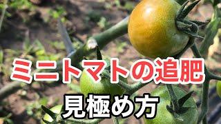 【ミニトマトの追肥】タイミングの見極め方と肥料