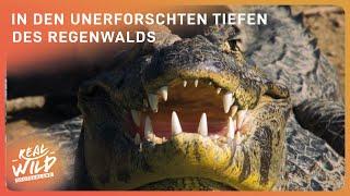 3+ Stunden Regenwald Doku zum Einschlafen | Real Wild Deutschland