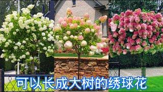 耐热又耐寒的绣球花，Limelight Hydrangea 。【莎拉养花】