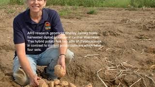 Updated Federal Genetic Hybrid Potato Research - Cutting Edge 2020 Project - Brief Analysis