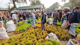 Winter Village Market in Bangladesh | বৈচিত্রময় গ্রামীণ হাট | Organic Fresh Vegetables Market BD