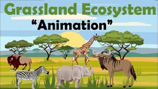 GRASSLAND ECOSYSTEM | Animation