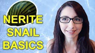 Nerite Snail Care Guide | How To Care For Nerite Snails