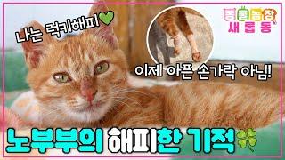 [#새롭동물농장] May I be happy? 노부부의 소소한 행복️ 부부의 지극정성에 해피를 찾아온 기적 / EP.1200 #TV동물농장 #AnimalFarm #SBSstory