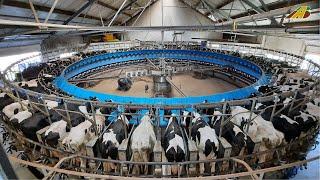 1000 Kühe melken im 80ziger Melkkarussell Tiere füttern Visiting a 80 Stall Rotary Milking Parlor