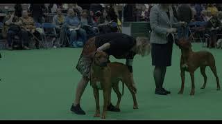 Villagedogs Red Hot Chilly Pepper, Crufts 2020