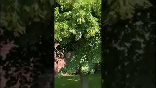 ЛИПА ЦВЕТЕТ. linden  blossoms .