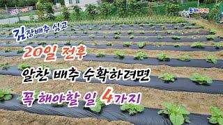 김장배추 심고 20일 전후해서 꼭 해야 할 일 4가지.Four things to do around the 20th after planting kimchi cabbage.