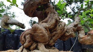 Bonsai cianci barbados koleksi mas moro kebumen