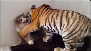 Mamá Gata Adoptó Un Cachorro De Tigre, Años Después Esto Sucedió