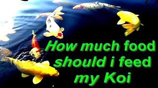 How much can you feed koi and how much waste can filters handle