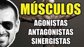 Músculos Agonistas, Antagonistas e Sinergistas - Sistema Muscular - Cinesiologia - VideoAula 095